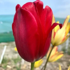Tulip Aximensis -UK Garden Plants Shop tulip aximensis 02 scaled