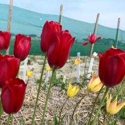 Tulip Aximensis -UK Garden Plants Shop tulip aximensis 03 scaled