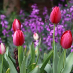 Tulip Aximensis -UK Garden Plants Shop tulip aximensis 0 a34dcab8 f997 4ae9 a0f2 c03905894baf scaled