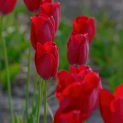 Tulip Aximensis -UK Garden Plants Shop tulip aximensis 2 scaled
