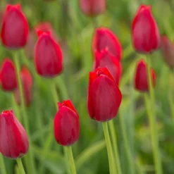 Tulip Aximensis -UK Garden Plants Shop tulip aximensis 3 scaled