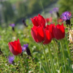 Tulip Aximensis -UK Garden Plants Shop tulip aximensis 5