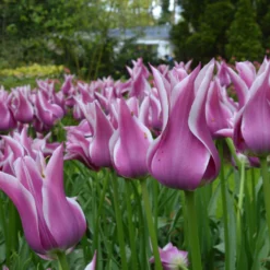 Tulip 'Ballade' -UK Garden Plants Shop tulip ballade 1