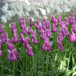 Tulip 'Ballade' -UK Garden Plants Shop tulip ballade 2