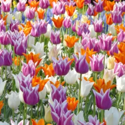 Tulip 'Ballade' -UK Garden Plants Shop tulip ballade 3