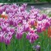 Tulip 'Ballade' -UK Garden Plants Shop tulip ballade 4