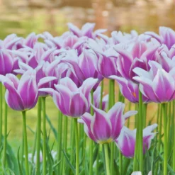 Tulip 'Ballade' -UK Garden Plants Shop tulip ballade 5