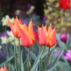 Tulip 'Ballerina' -UK Garden Plants Shop tulip ballerina 00 scaled