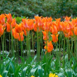 Tulip 'Ballerina' -UK Garden Plants Shop tulip ballerina 2