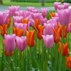 Tulip 'Ballerina' -UK Garden Plants Shop tulip ballerina 4