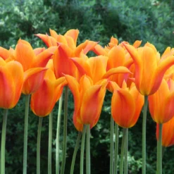 Tulip 'Ballerina' -UK Garden Plants Shop tulip ballerina 5 76dd23f6 3651 40c2 91bd 0fe3701e7639