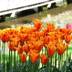 Tulip 'Ballerina' -UK Garden Plants Shop tulip ballerina 6