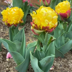Tulip 'Ice Cream Banana' -UK Garden Plants Shop tulip banana ice cream scaled