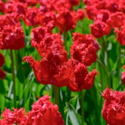 Tulip 'Barbados' 25 Tulip 'Barbados' -UK Garden Plants Shop tulip barbados 10 scaled