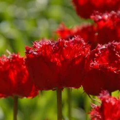 Tulip 'Barbados' 21 Tulip 'Barbados' -UK Garden Plants Shop tulip barbados 11 scaled