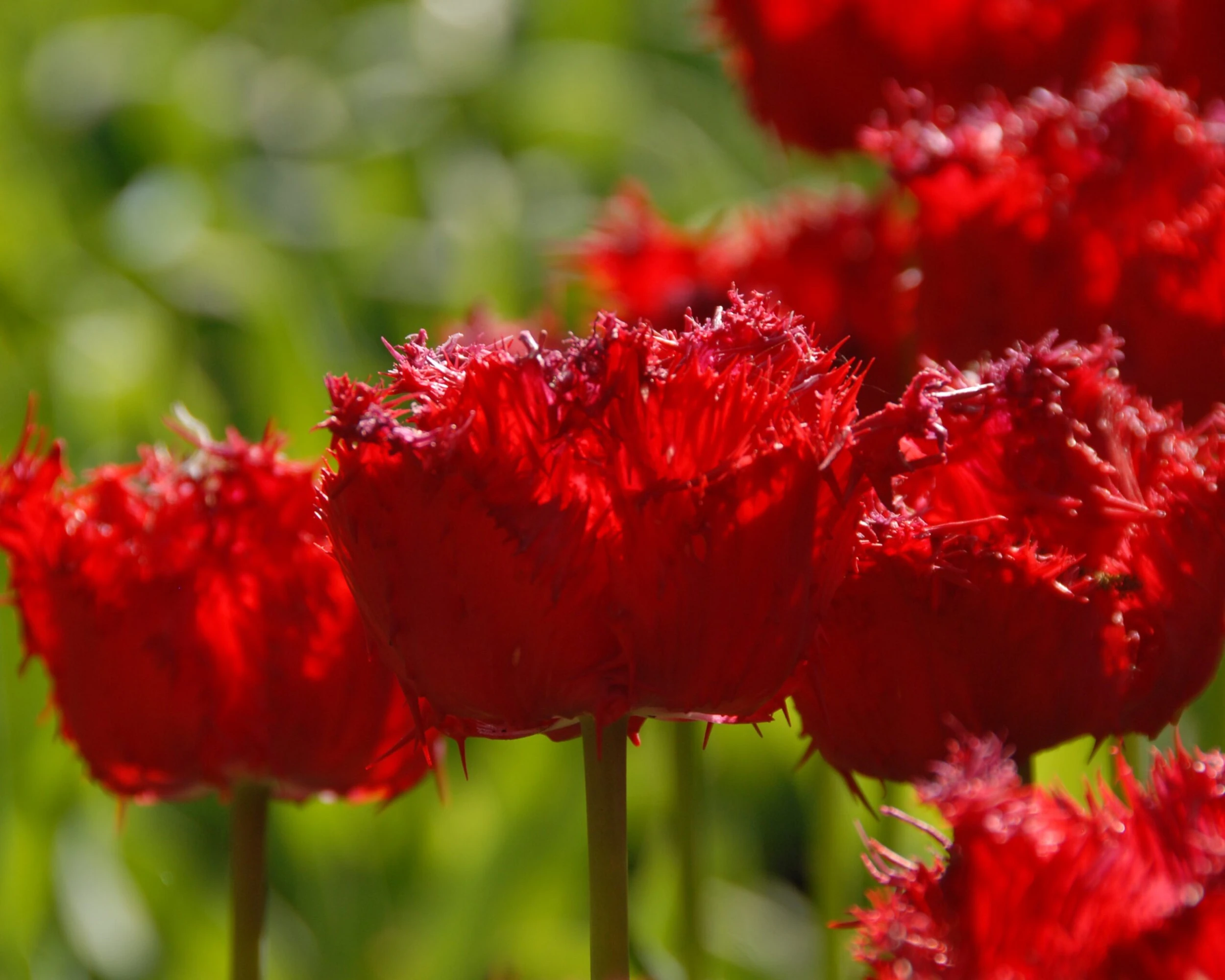 Tulip 'Barbados' 10 Tulip 'Barbados' - Image 8