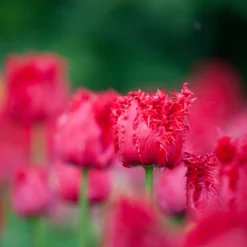 Tulip 'Barbados' 20 Tulip 'Barbados' -UK Garden Plants Shop tulip barbados 3 scaled