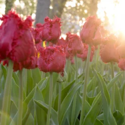 Tulip 'Barbados' 22 Tulip 'Barbados' -UK Garden Plants Shop tulip barbados 5
