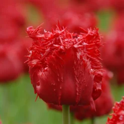 Tulip 'Barbados' 17 Tulip 'Barbados' -UK Garden Plants Shop tulip barbados 8 scaled
