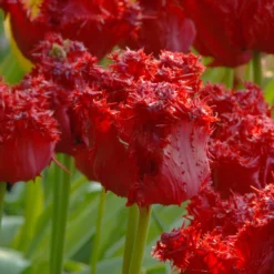 Tulip 'Barbados' 24 Tulip 'Barbados' -UK Garden Plants Shop tulip barbados 9 scaled