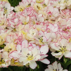 Tulip 'Belicia' 17 Tulip 'Belicia' -UK Garden Plants Shop tulip belicia 3