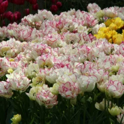 Tulip 'Belicia' 15 Tulip 'Belicia' -UK Garden Plants Shop tulip belicia 3 86689a3c bae6 42b7 ac42 599c193cf816