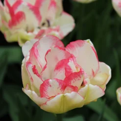 Tulip 'Belicia' 19 Tulip 'Belicia' -UK Garden Plants Shop tulip belicia 4