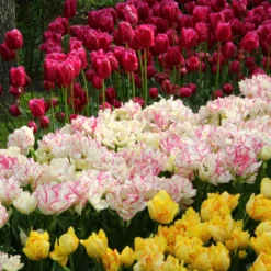 Tulip 'Belicia' 18 Tulip 'Belicia' -UK Garden Plants Shop tulip belicia 4 ff9d3475 810c 4b13 a9f9 bc1f620a54bd