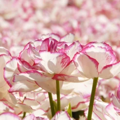 Tulip 'Belicia' 14 Tulip 'Belicia' -UK Garden Plants Shop tulip belicia 5