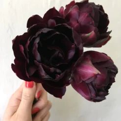 Tulip 'Black Hero' -UK Garden Plants Shop tulip black hero 03 scaled