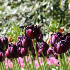 Tulip 'Black Hero' -UK Garden Plants Shop tulip black hero 1 156c0c77 3f04 49bd 9593 4252c98671dd