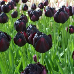 Tulip 'Black Hero' -UK Garden Plants Shop tulip black hero 2