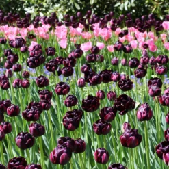 Tulip 'Black Hero' -UK Garden Plants Shop tulip black hero 3 5148c29a 36d6 402a 88d4 ec94d1a21654