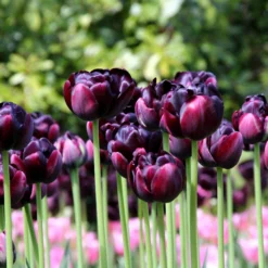 Tulip 'Black Hero' -UK Garden Plants Shop tulip black hero 4 800a10de 59f0 49a4 aa60 dc6bfa11d119