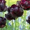 Tulip 'Black Hero' -UK Garden Plants Shop tulip black hero 5