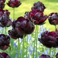 Tulip 'Black Hero' -UK Garden Plants Shop tulip black hero 7