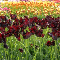 Tulip 'Black Parrot' 15 Tulip 'Black Parrot' -UK Garden Plants Shop tulip black parrot 1