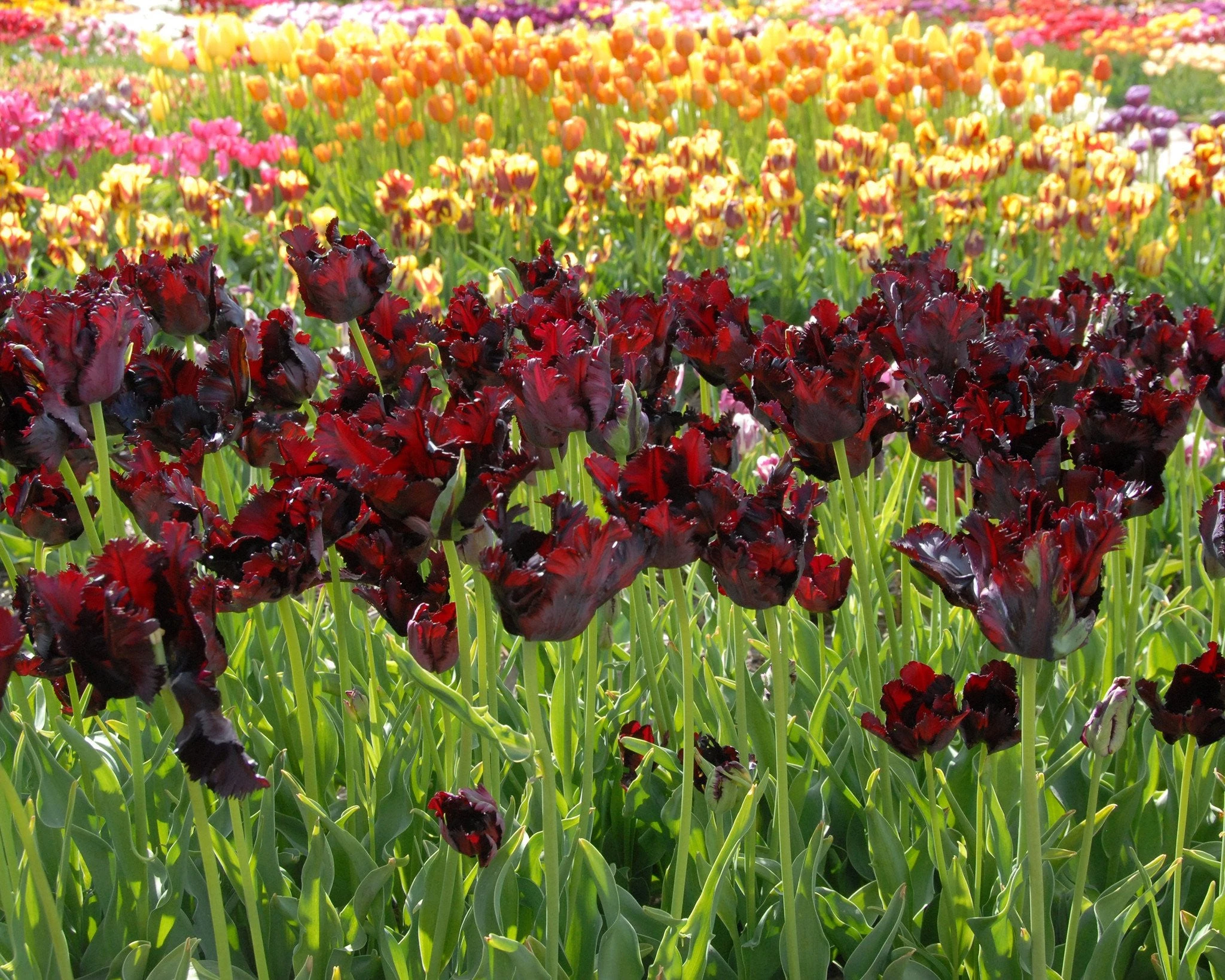 Tulip 'Black Parrot' 4 Tulip 'Black Parrot' - Image 2