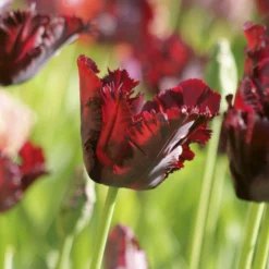 Tulip 'Black Parrot' 16 Tulip 'Black Parrot' -UK Garden Plants Shop tulip black parrot 2 d4534a07 9d42 45e0 8c0b c3aaeb3e862d scaled