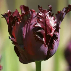Tulip 'Black Parrot' 17 Tulip 'Black Parrot' -UK Garden Plants Shop tulip black parrot 3 scaled