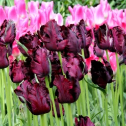 Tulip 'Black Parrot' 20 Tulip 'Black Parrot' -UK Garden Plants Shop tulip black parrot 3 291b1288 3a27 4c3e b583 613db30689d0
