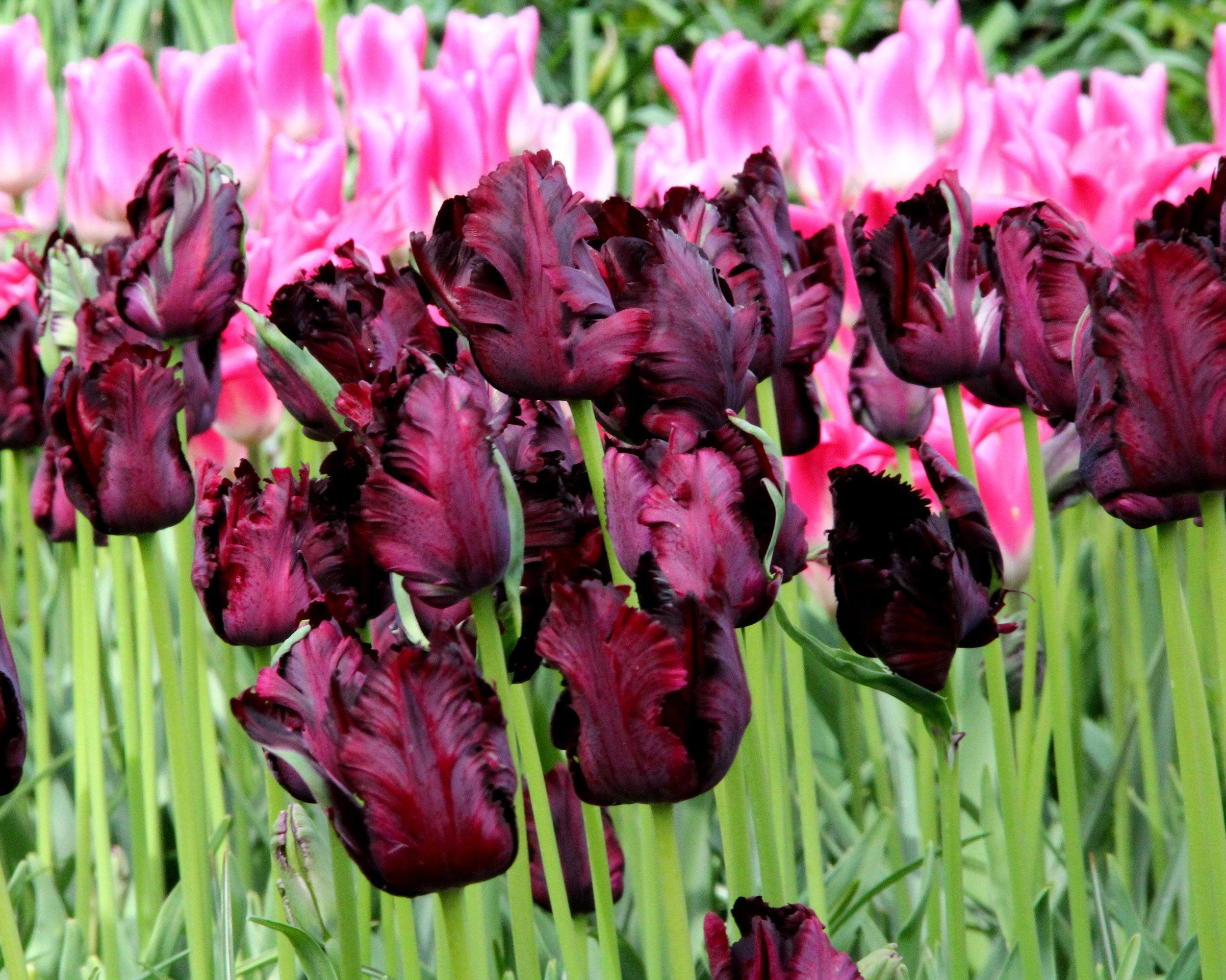 Tulip 'Black Parrot' 9 Tulip 'Black Parrot' - Image 7