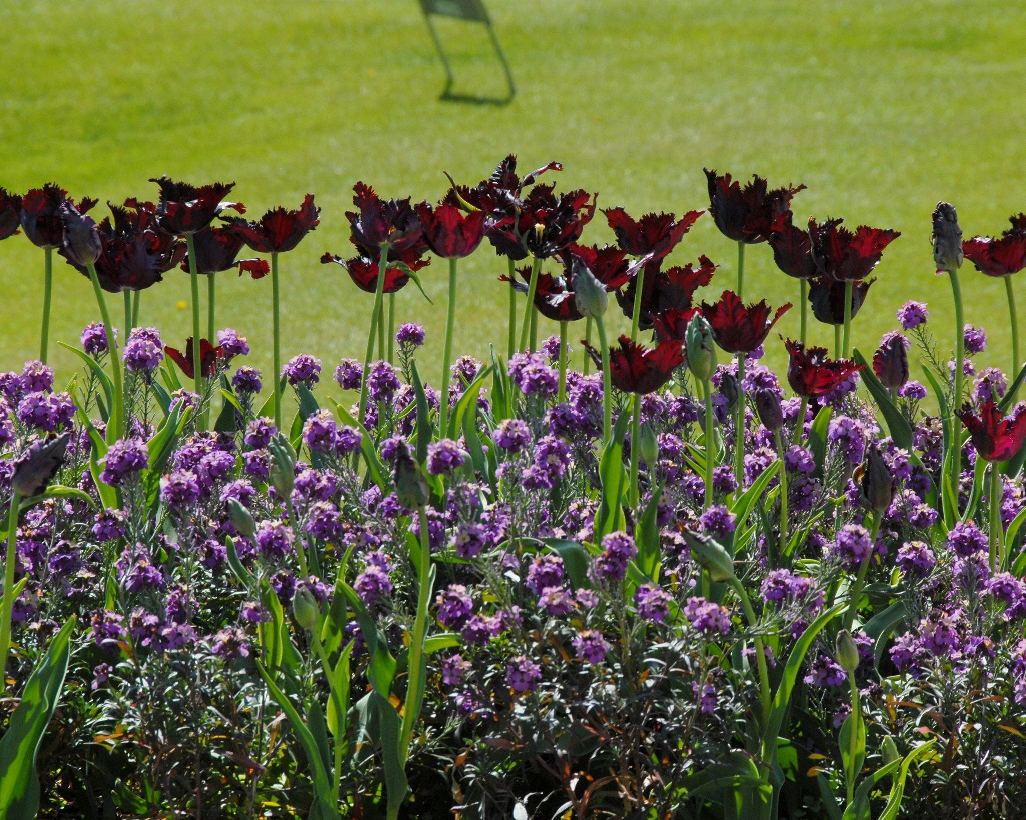Tulip 'Black Parrot' 7 Tulip 'Black Parrot' - Image 5