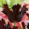 Tulip 'Black Parrot' 1 Tulip 'Black Parrot' -UK Garden Plants Shop tulip black parrot 4 ad42b4b2 1501 417a ac4e 16aae9d0c647