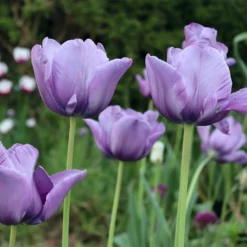 Tulip 'Bleu Aimable' 11 Tulip 'Bleu Aimable' -UK Garden Plants Shop tulip blue aimable 0