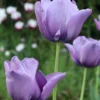 Tulip 'Bleu Aimable' -UK Garden Plants Shop tulip blue aimable 00 scaled