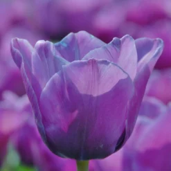 Tulip 'Bleu Aimable' 8 Tulip 'Bleu Aimable' -UK Garden Plants Shop tulip blue aimable 1
