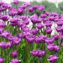 Tulip 'Bleu Aimable' 9 Tulip 'Bleu Aimable' -UK Garden Plants Shop tulip blue aimable 2