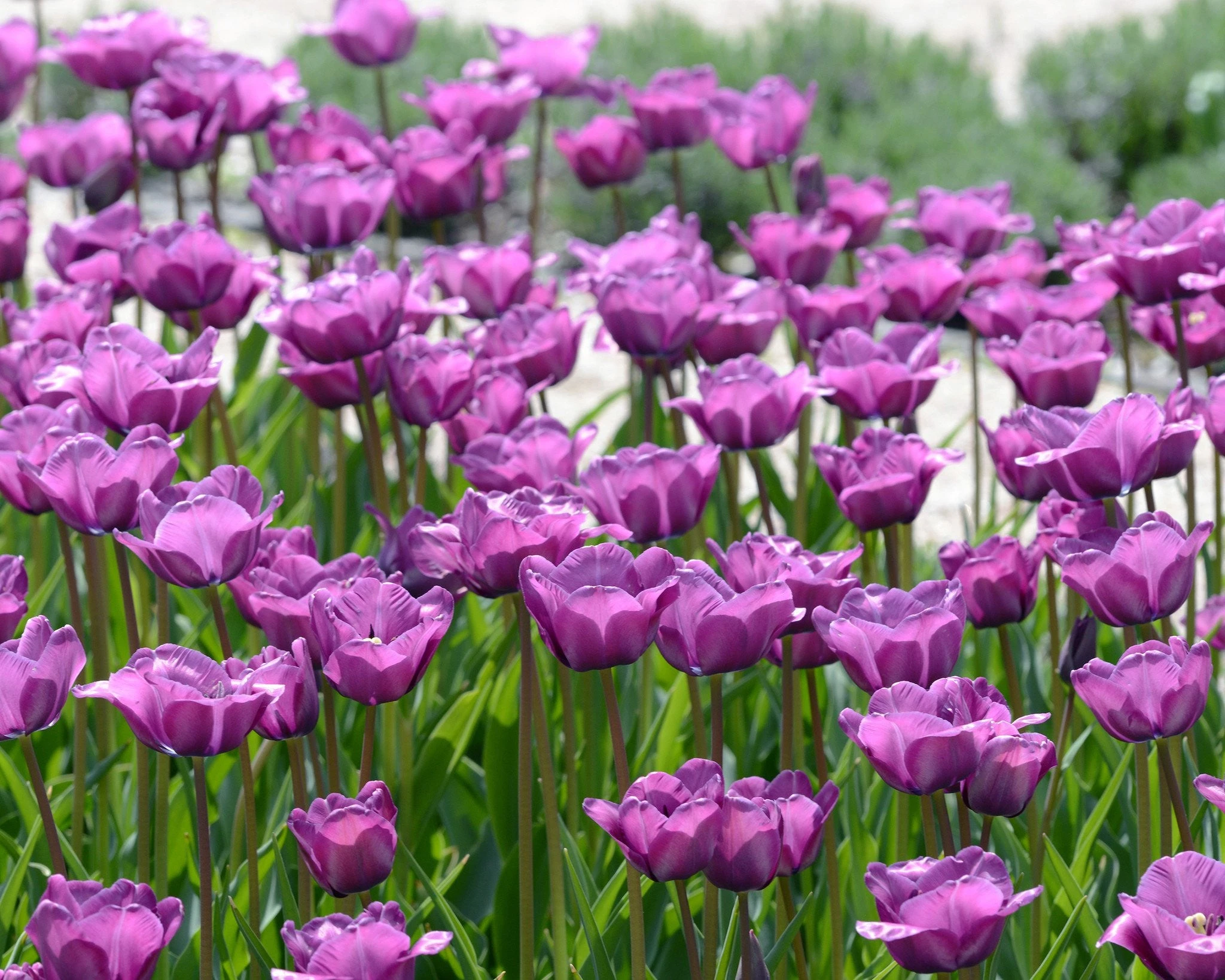 Tulip 'Bleu Aimable' 5 Tulip 'Bleu Aimable' - Image 3