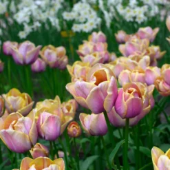 Tulip 'Blue Heaven' -UK Garden Plants Shop tulip blue heaven 1 scaled